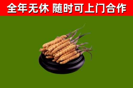 大庆烟酒回收冬虫夏草.jpg