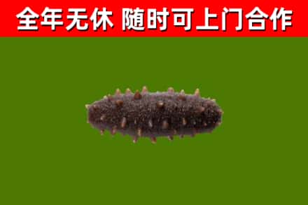 大庆烟酒回收干海参.jpg